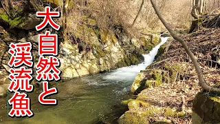 【渓流釣り】山奥の初場所は釣れるのか！？