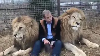 Russian men trick tow lions