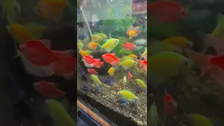 glo fish aquarium #colourfish #glofish 🐠🐠🐟🐟