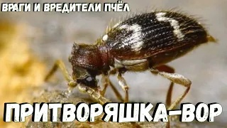 Притворяшка-вор