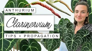 Anthurium Clarinervium Care Tips, Pollination and Propagation Guide 🌿