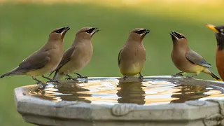 Cedar Waxwing birdbath