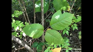 The best treatment for poison ivy.  How to prevent poison ivy