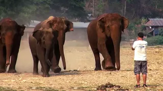 Слон с друзьями по первому зову приходит на помощь к своему смотрителю