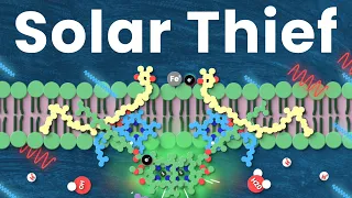 This Chemical Steals Sunlight to Power All Life on Earth: Photosystem II