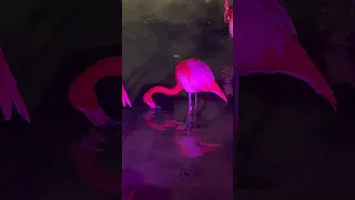 Dancing Flamingo