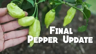 FInal Pepper Update