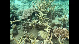 Coral rehabilitation @ Tioman Island