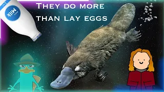 Platypus are really, really, weird (and it's not just because they lay eggs)
