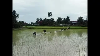 China's Irrigation Project Improves Livelihood of Cambodians