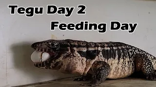 ⬜ Tegu Day 2; Spicy New Tegu Feeding Day