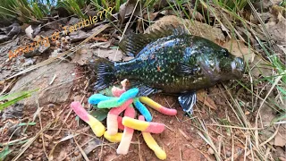 Will Bluegill Eat Candy? (Fishing Experiment)