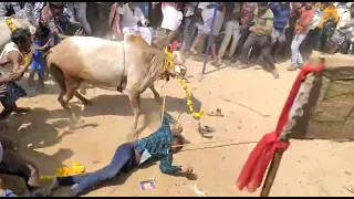 Sankranti festival Bull 🐂🐂 race at Eachaneri village near Aragonda in Chittoor