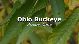 Urban Trees - Ohio Buckeye