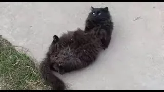 Чернуха поваляйся черный кот в деревне