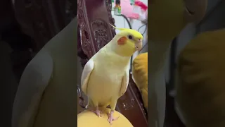 Cockatiel Sing Cookie Song