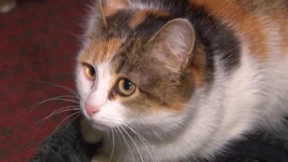 В г. Балаково кошка спасла жильцов дома от гибели в огне