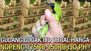 RUSAK HARGA ! BURUNG CUCAK IJO NOPENG 175RB-150RB IJO PH DI PASAR BURUNG PRAMUKA HARI INI