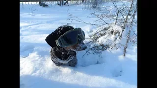 Такса Тоша Тахецкий ищет зимних кротов .