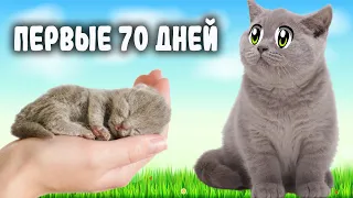 ПЕРВЫЕ ДВА МЕСЯЦА ЖИЗНИ КОТЯТ! КАК РАСТЁТ НОВОРОЖДЁННЫЙ И СМЕШНОЙ КОТЁНОК СМЕШНЫЕ КОТЫ! 33 Котёнка