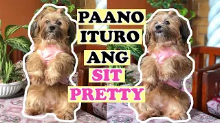 PAANO ITURO ANG SIT PRETTY | PAANO MAGTURO NG ASO | PAANO MAG ALAGA NG SHIH TZU | SHIH TZU TRICKS PH