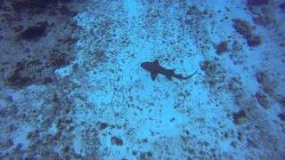 Shark Attack in Cozumel
