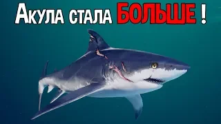 Акула эволюционировала и стала больше !