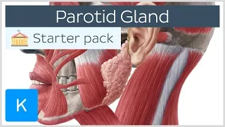 Parotid (Salivary) Gland - Anatomy, Innervation & Function - Human Anatomy | Kenhub