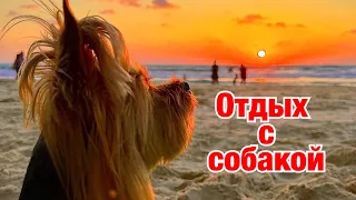 Отдых с собакой // Собака купается в море // Косметика мёртвого моря // Поющие фонтаны // Израиль