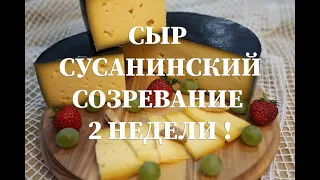 Сыр Сусанинский, рецептура приготовления в домашних условиях   Вызревание 2 недели