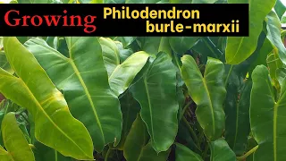 How to Grow Philodendron burle-marx