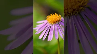 6 Native Pollinator Flowers You NEED in Your Garden