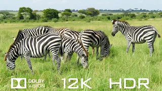 Dolby Vision 12K HDR 60fps - Unique Animal Beauty And Relaxing Piano Music