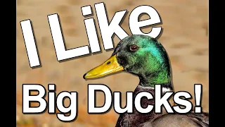 I Like Big Ducks (Sir Mixalot Baby Got Back parody)