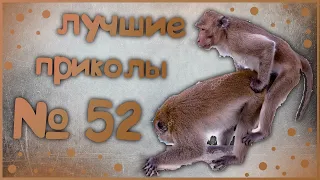 Лучшие приколы 52😂 очень смешные приколы 😂 10 минут смеха 😂 подборка приколов 😂 приколы 2019 год