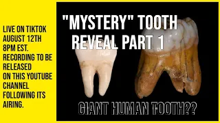 Giant Human "Mystery" Tooth - Reveal Part 1