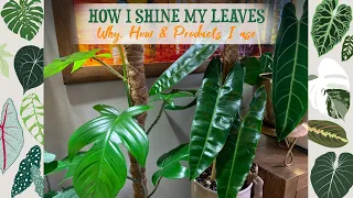 How and Why I Shine My Leaves 🌿✨💚🌟🍃🌱💫
