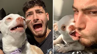 The Most Angry Chihuahua Compilation #1। Fanny Chihuahua TV