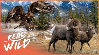 Marty Stouffer Explores The Survival Abilities Of Mountain Animals | Wild America | Real Wild