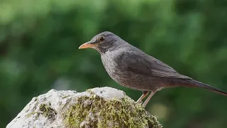 Можно ли размягчить камень и из него лепить...?