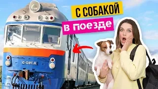 КАК ПЕРЕВОЗИТЬ СОБАКУ В ПОЕЗДЕ?🚆 | Документы, справки, билеты и дорожный набор для собаки