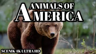 4K Animals of America - Scenic Wildlife Film With Calming Music