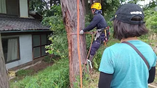 木登りと特殊伐採
