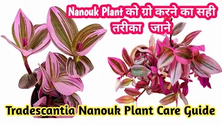 Tradescantia Nanouk plant complete care tips| How to grow tradescantia albiflora|Tips for gardening