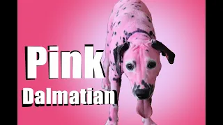 I Dyed My Dog Pink!   |   Critter Color