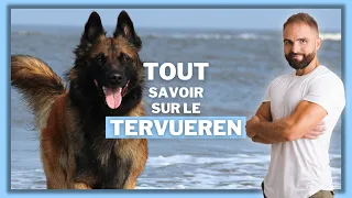 Race de chien : Le Tervueren !