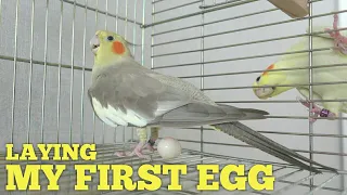 Cockatiel LAYING AN EGG For The FIRST TIME At The Age Of 2.7 🤗 Pregnant Cockatiel Behavior