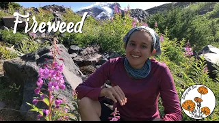 Fireweed (Ep. 10) - Botany with Brit