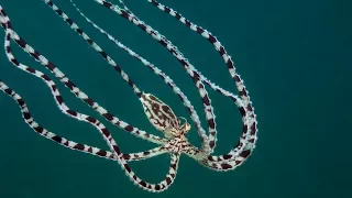 Mimic Octopus: Master of Disguise