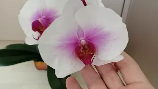 Орхидея Нарбоне и Моушен 18.06.21.